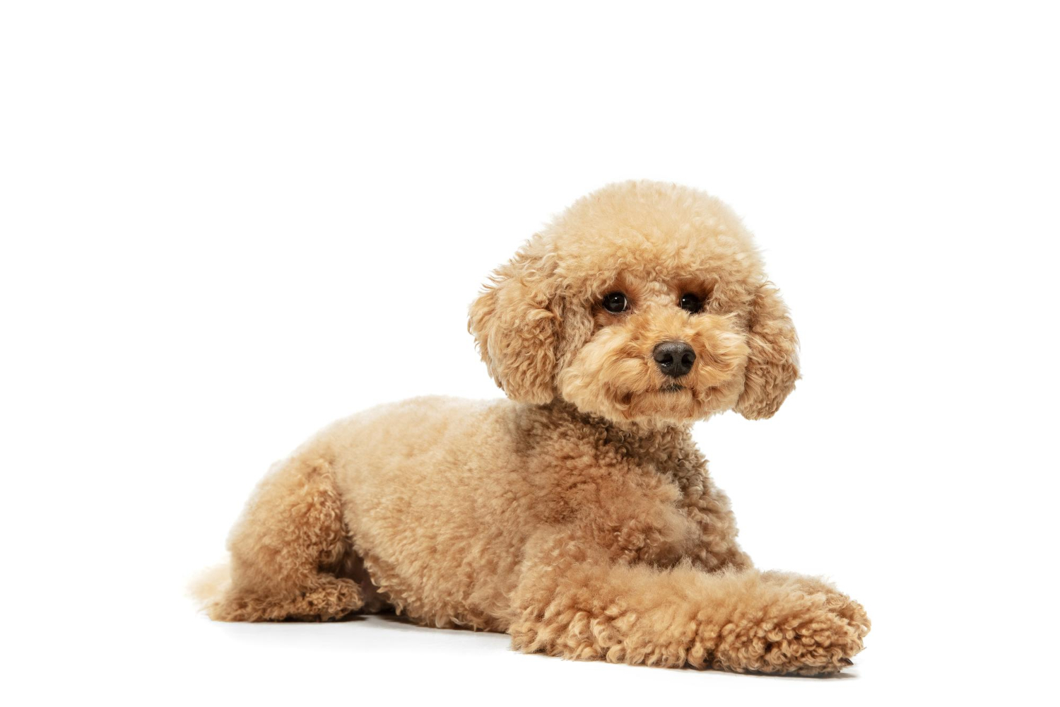 Poodle rescue australia