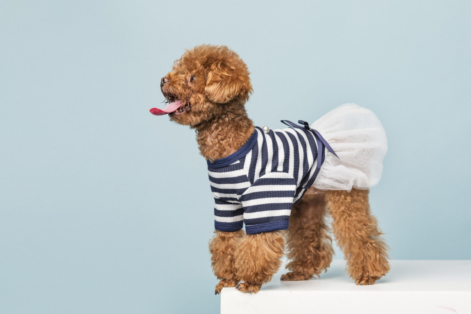 Poodle rescue australia
