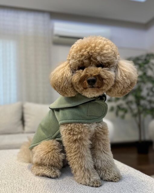 COCO THE FIMALE POODLE