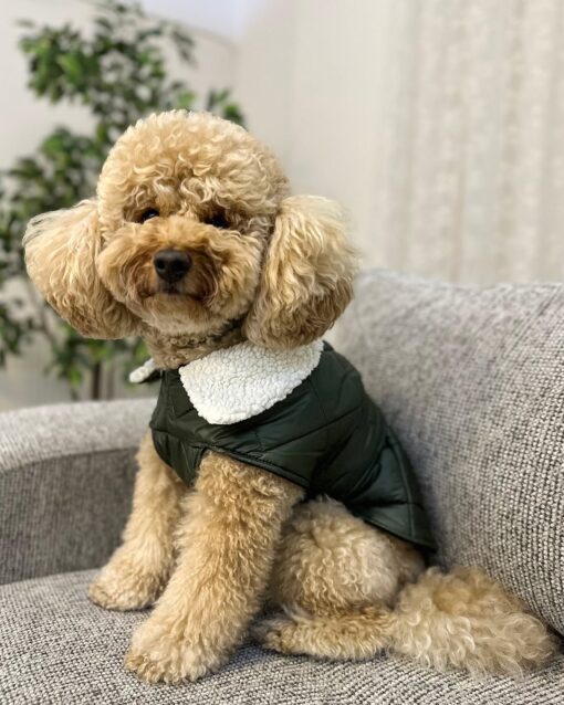 COCO THE FIMALE POODLE - Image 3