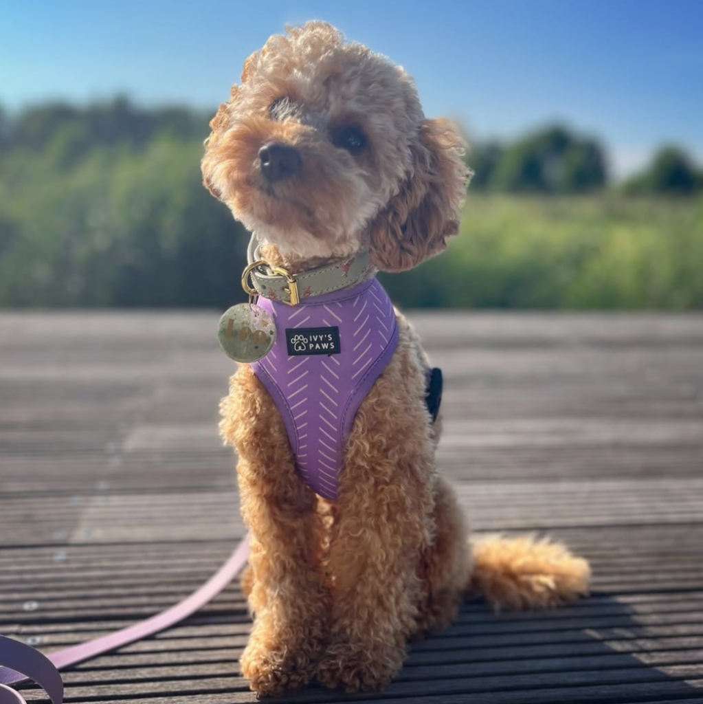 FRIX THE LITTLE TOY POODLE