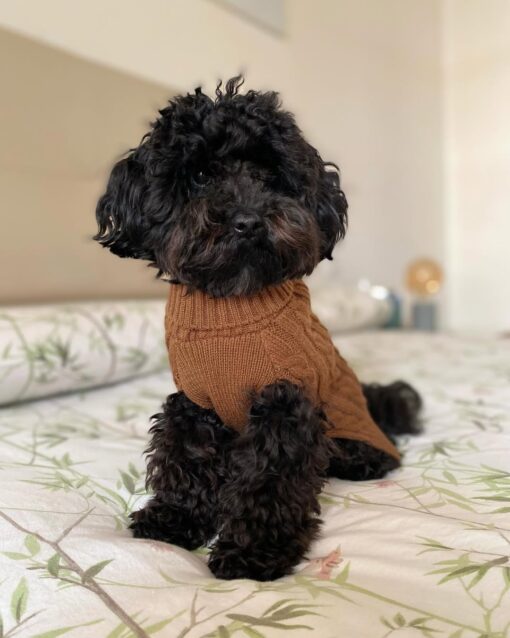 REX THE KING TOY POODLE - Image 2