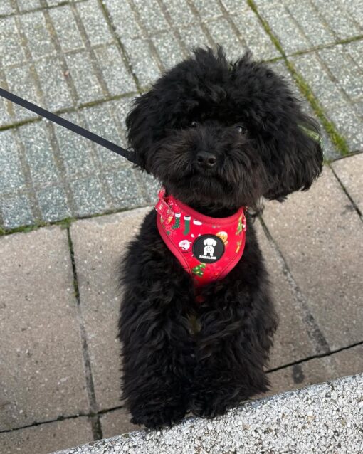 REX THE KING TOY POODLE - Image 5