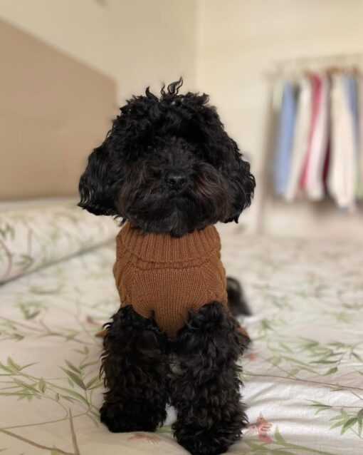 REX THE KING TOY POODLE