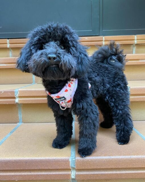 REX THE KING TOY POODLE - Image 3