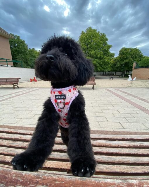 REX THE KING TOY POODLE - Image 4