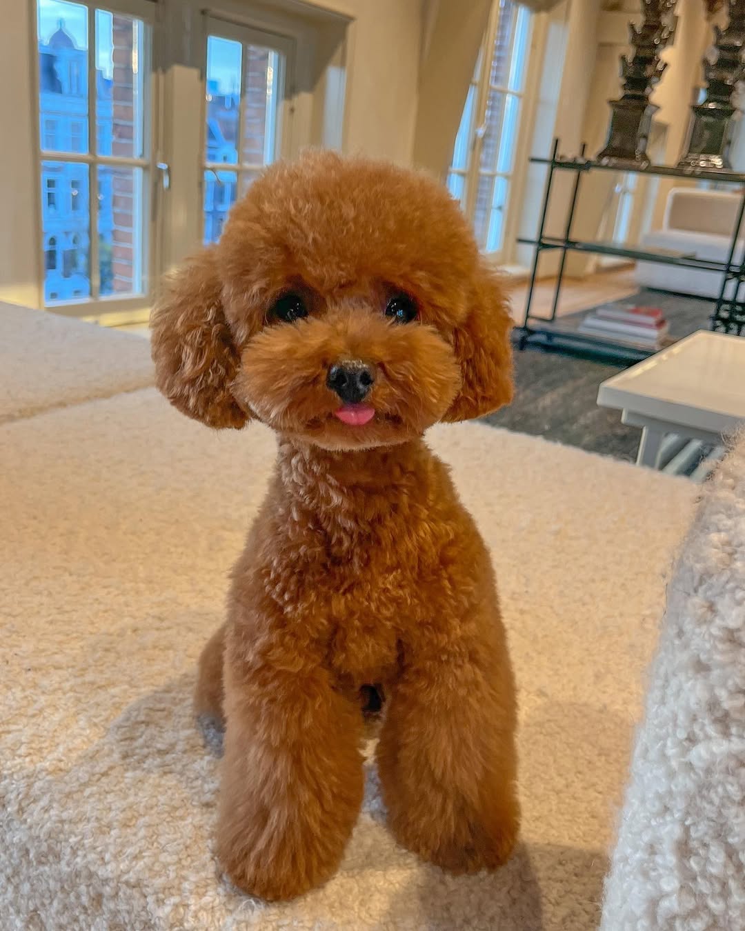 ELIO THE ADORABLE TOY POODLE
