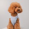 Meet Soy