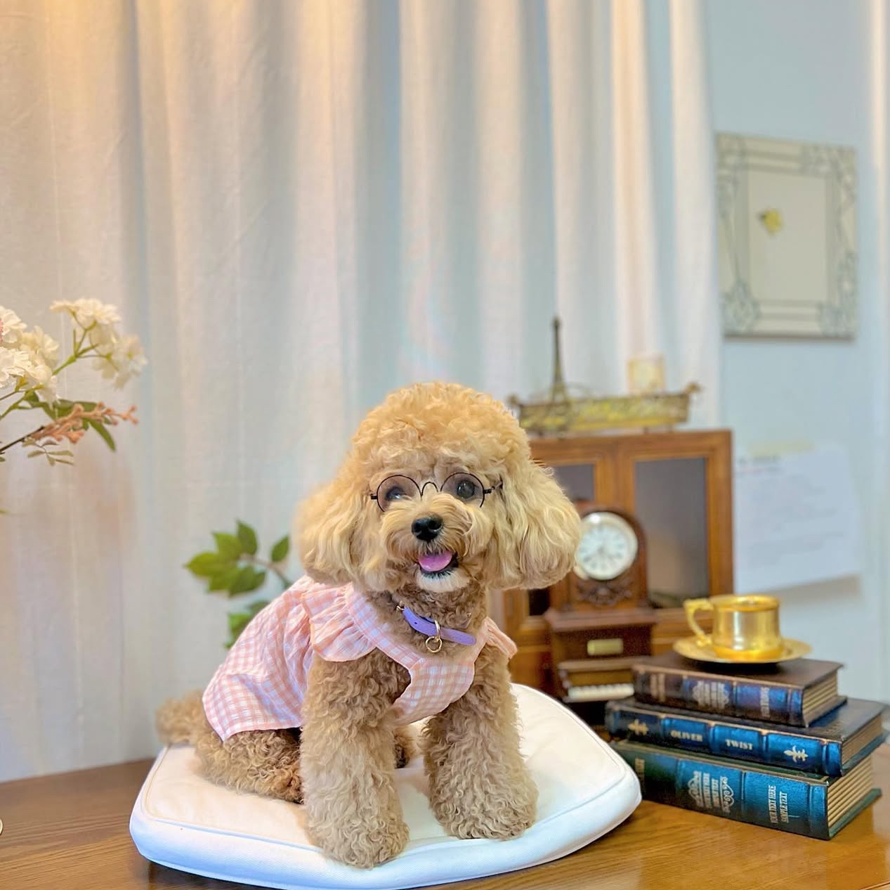 Meet Bebe-Mix Poodle - Image 2