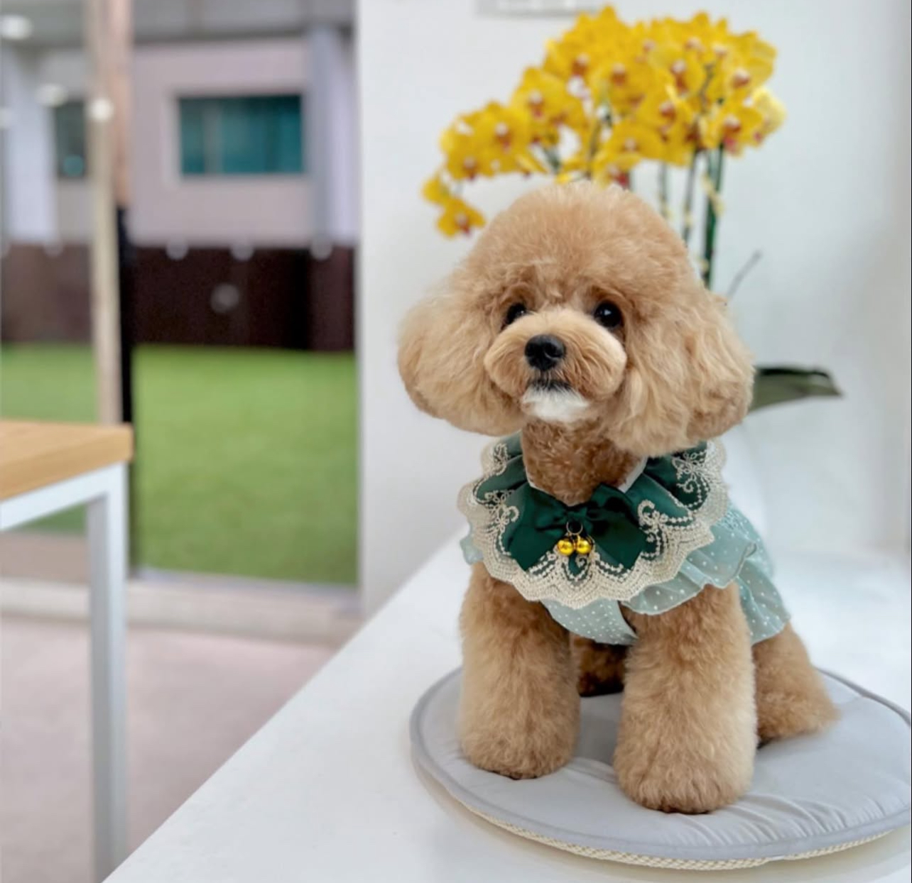 Meet Bebe-Mix Poodle - Image 6