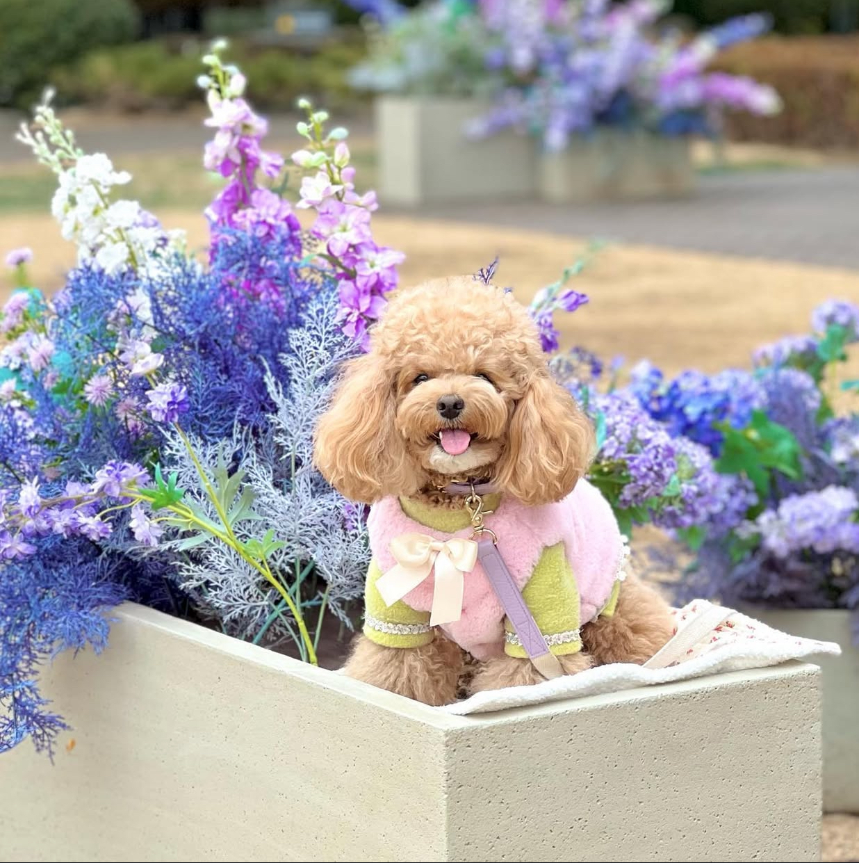 Meet Bebe-Mix Poodle - Image 3