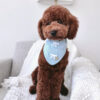 Meet Freddy – Your Dream Chocolate Companion!