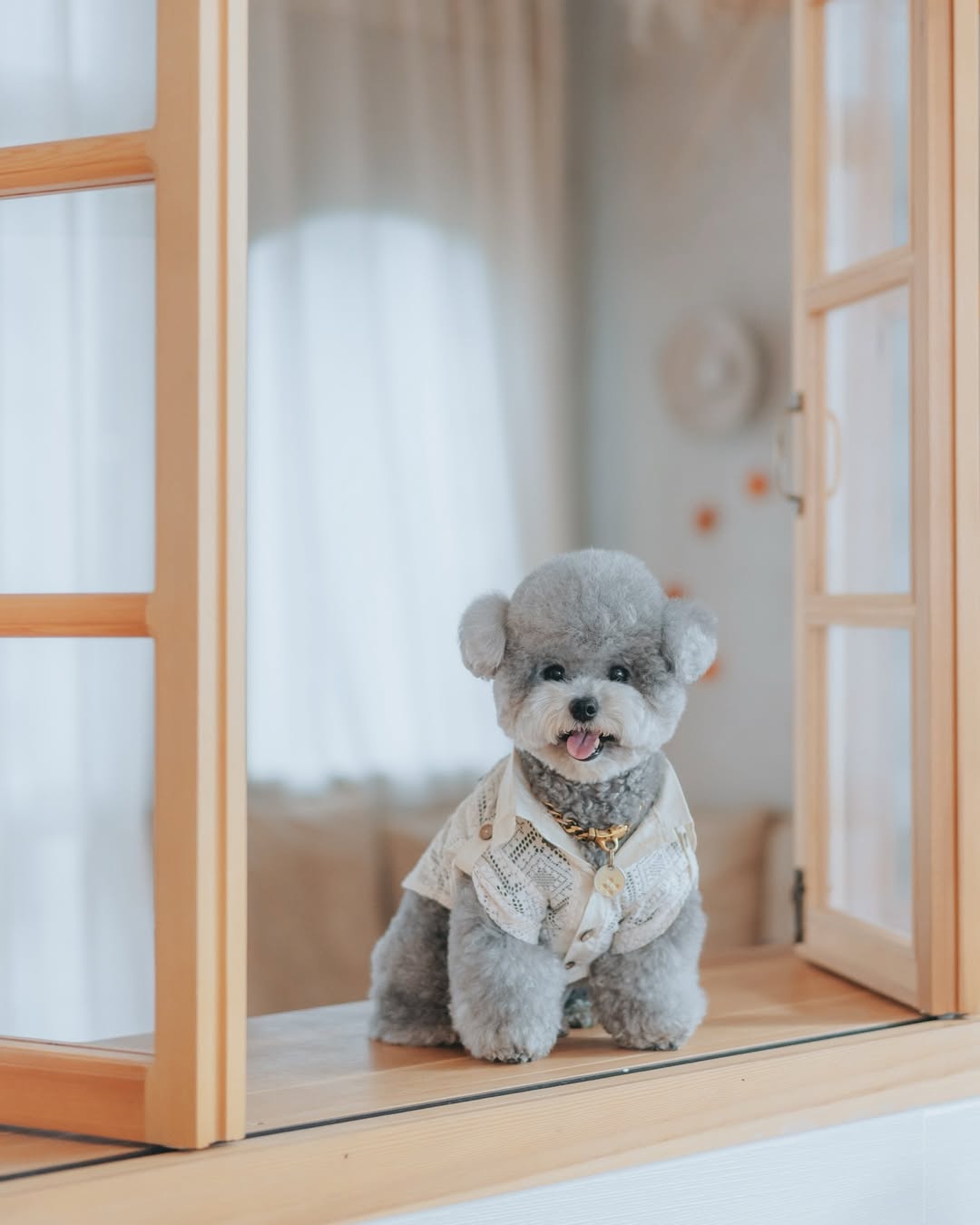 Meet Jacky – My Charming Little Gentleman - Image 2