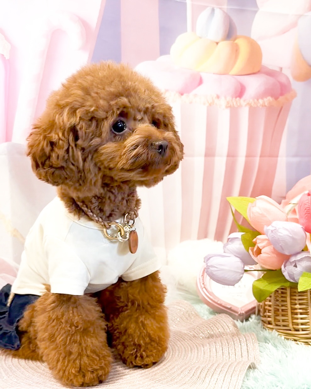 koume_1029_07354b18901b44b2bad3de722a717fbd