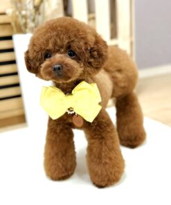 Meet Koume – The Sweet Brown Bundle of Joy