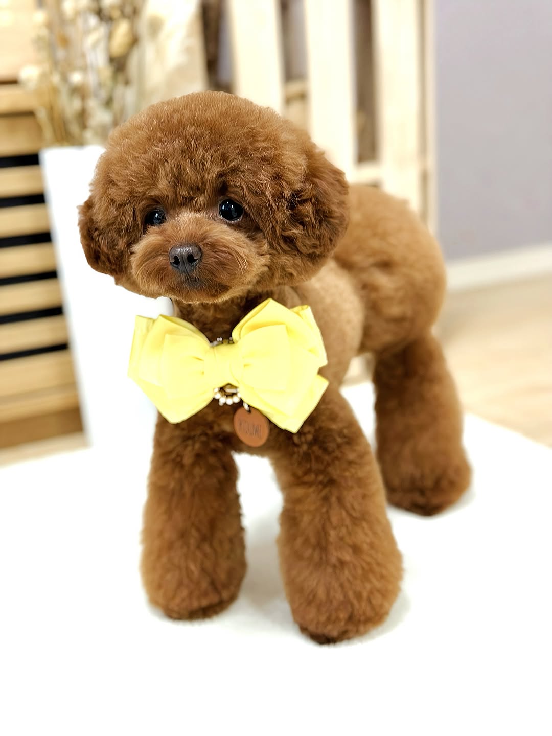 Meet Koume – The Sweet Brown Bundle of Joy