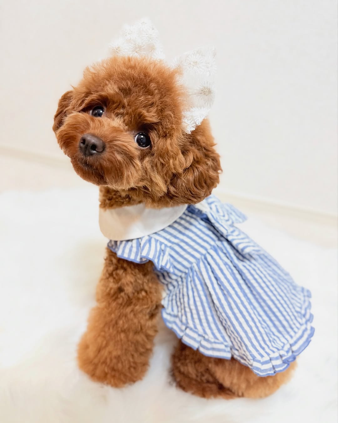 koume_1029_cc40d36eb6e1498cbb94942a9f535558