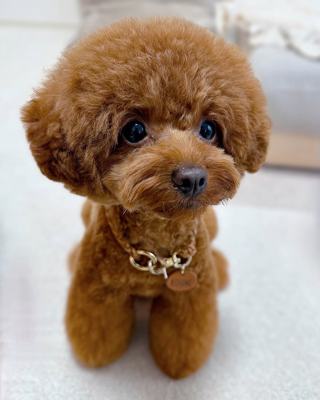 Meet Koume – The Sweet Brown Bundle of Joy - Image 5