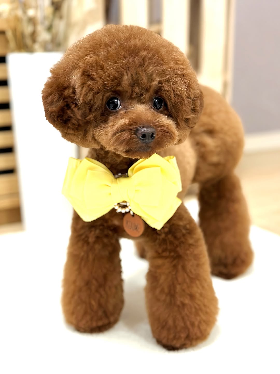 Meet Koume – The Sweet Brown Bundle of Joy - Image 8